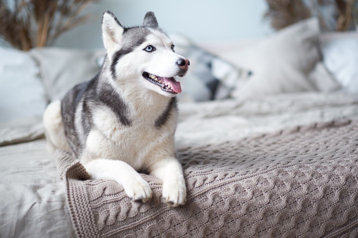 Husky dog at home in the bed of the owner. Husky dog at home in the bed of the owner.
